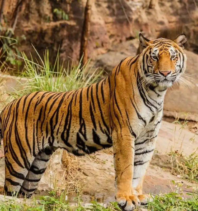  Shri Kesar Tours
